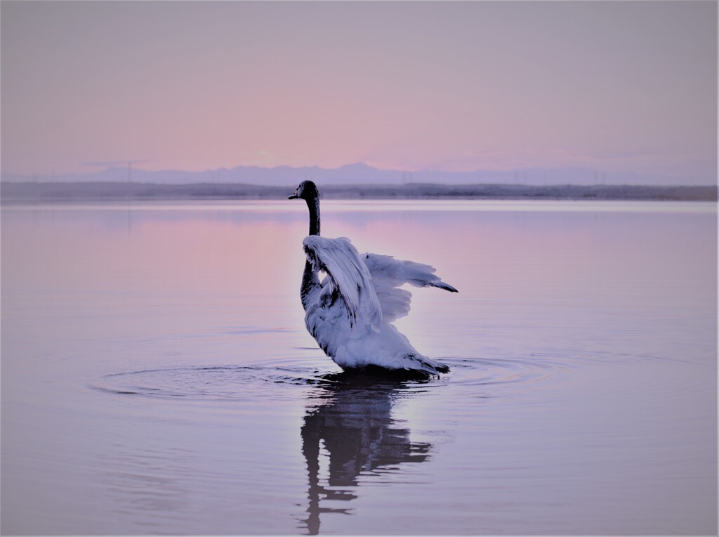 飛べない白鳥
