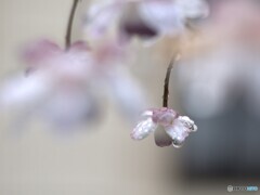 雨上がりの妖精