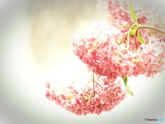 雨にも負けず(^^♪