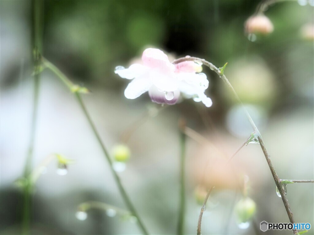 雨のレンゲショウマ