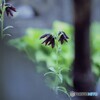 雨に咲く~クロユリ