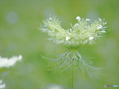 野花