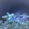 春の訪れ(*'▽')