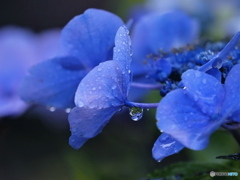 降り止まぬ雨