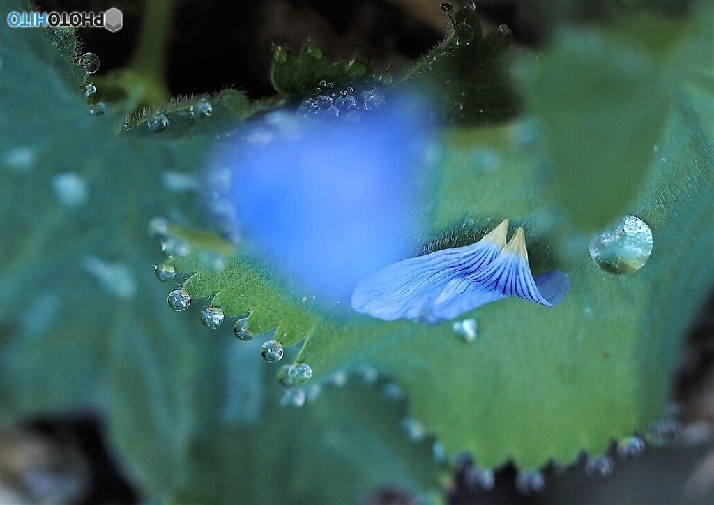 昨夜の風雨～亜麻