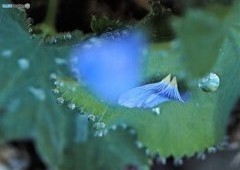 昨夜の風雨～亜麻