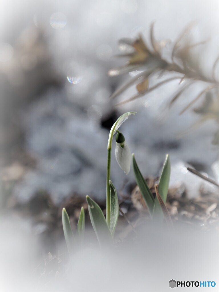 雪融け間近(*'▽')