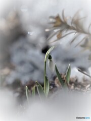 雪融け間近(*'▽')