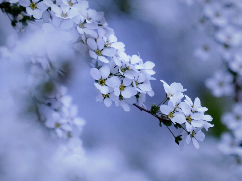 初夏の風～ユキヤナギ☆