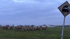 エゾ鹿大群.1
