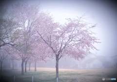 北の桜~濃霧