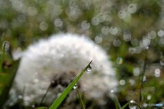 朝露の頬笑み☆