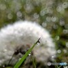 朝露の頬笑み☆