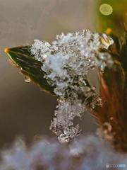 雪融けのきざし？