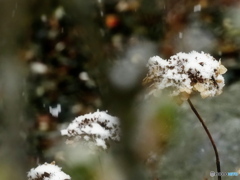 雪が降る♪