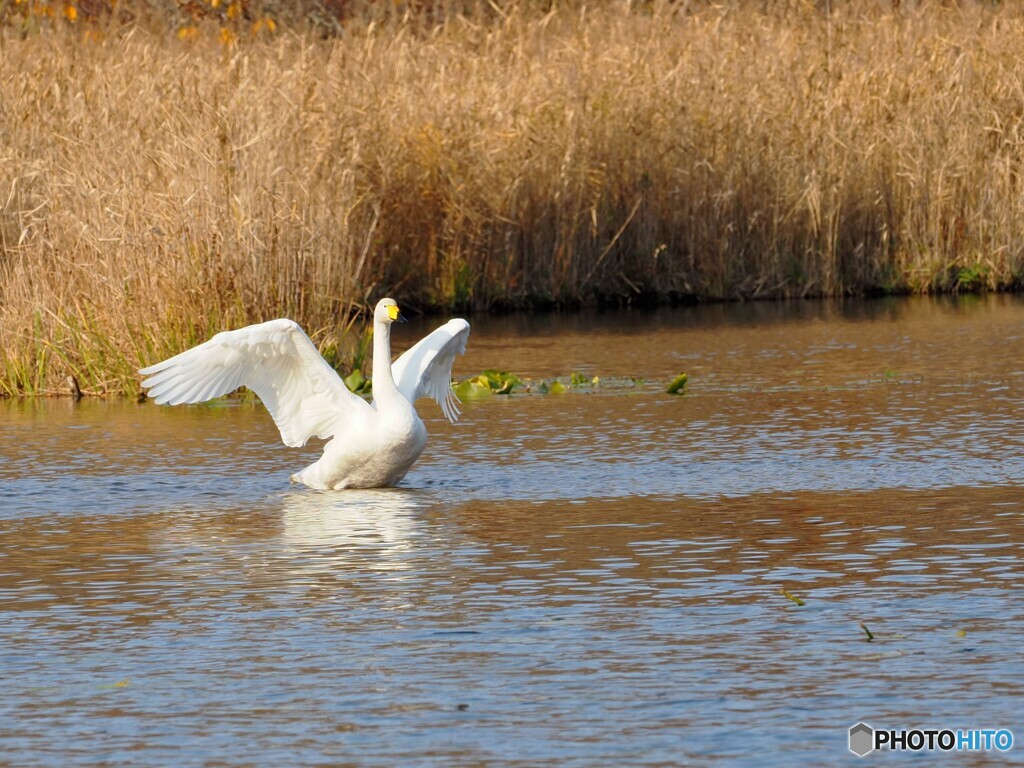紅葉の湖~白鳥.2