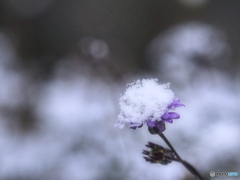 初雪(2)