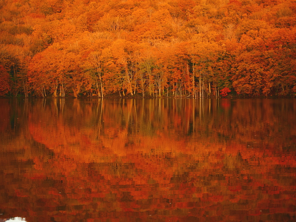 心に残る紅葉