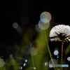 朝露の微笑.2