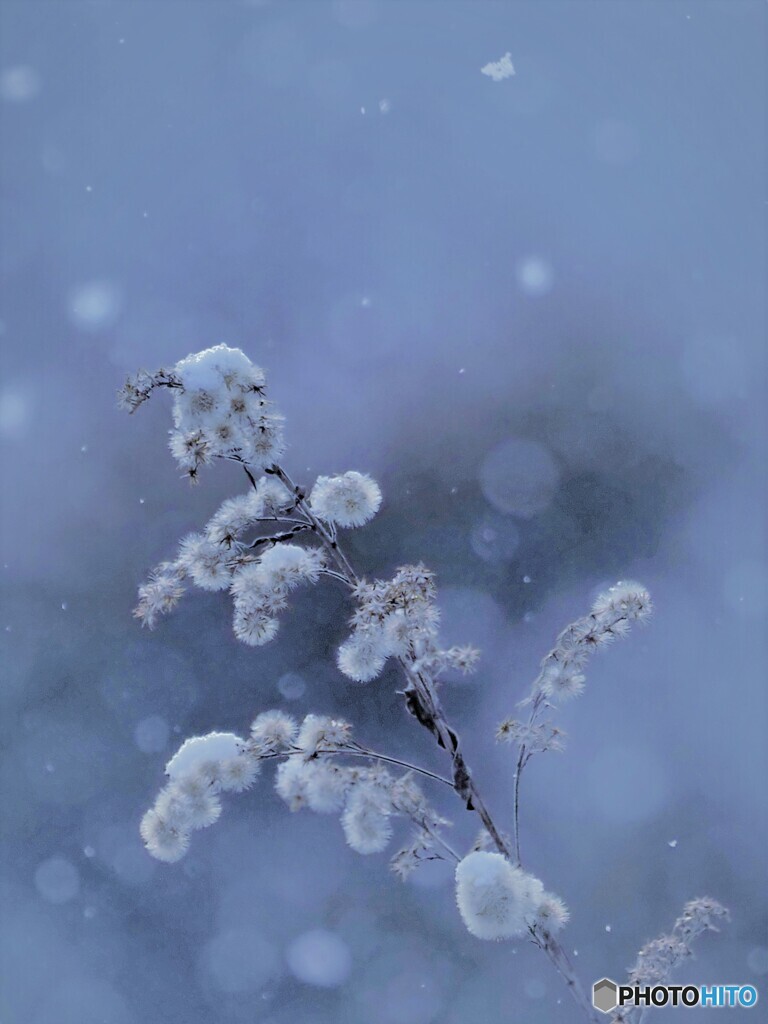 雪の舞(*^^)v