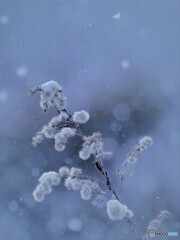 雪の舞(*^^)v