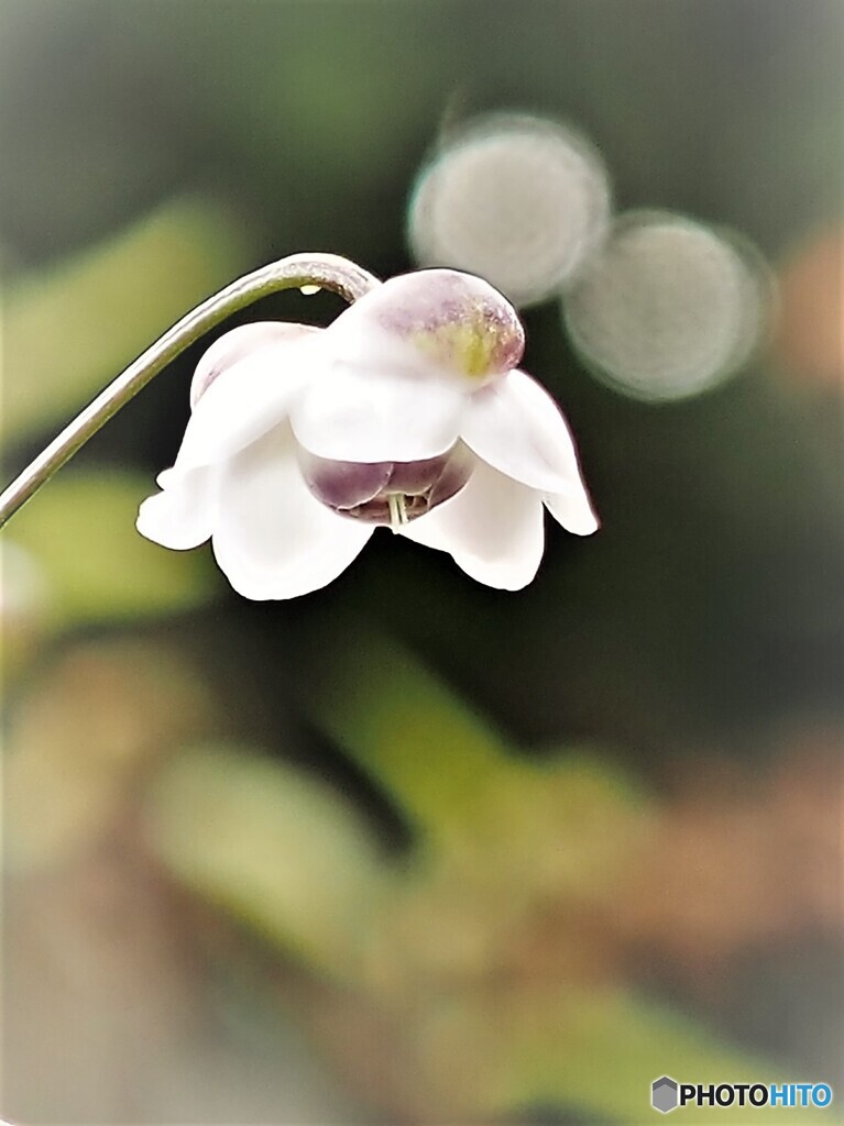 雨上がり～蓮華升麻