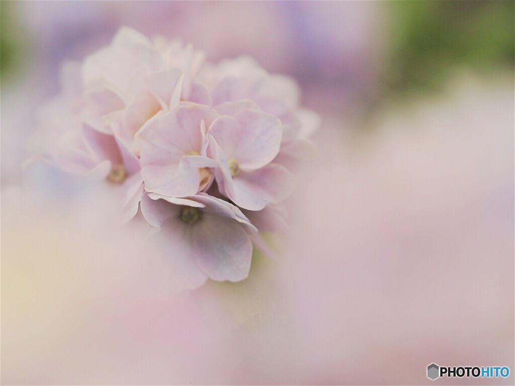 紫陽花．ピンク