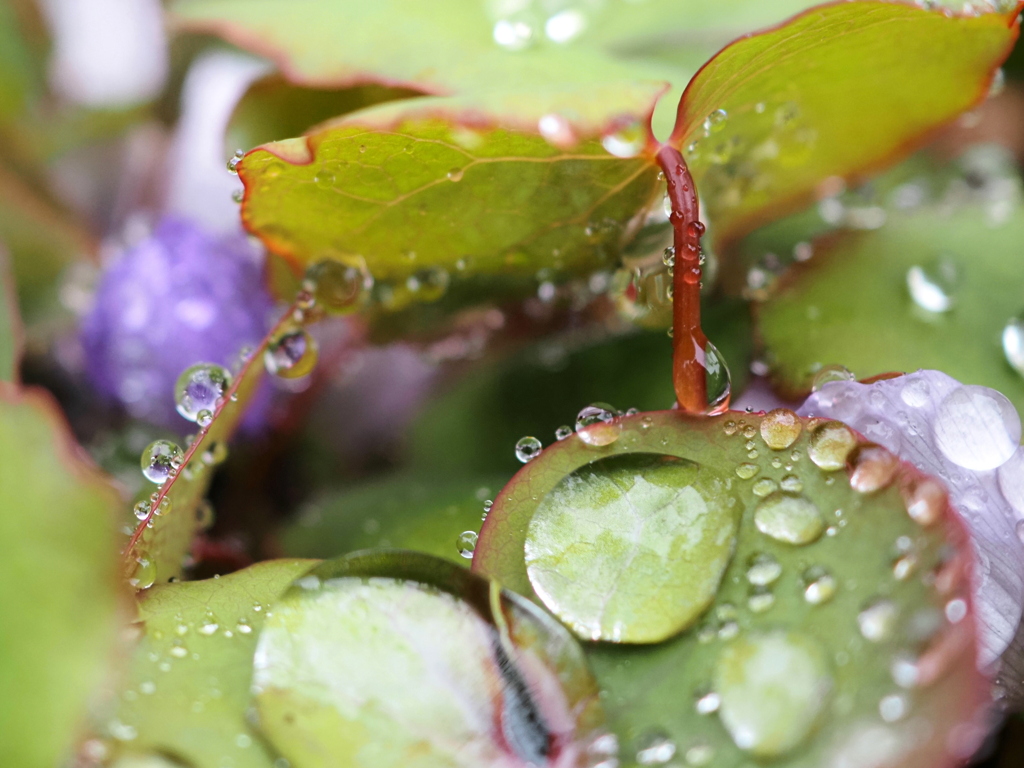 竜田草`~雨の滴