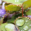 竜田草`~雨の滴