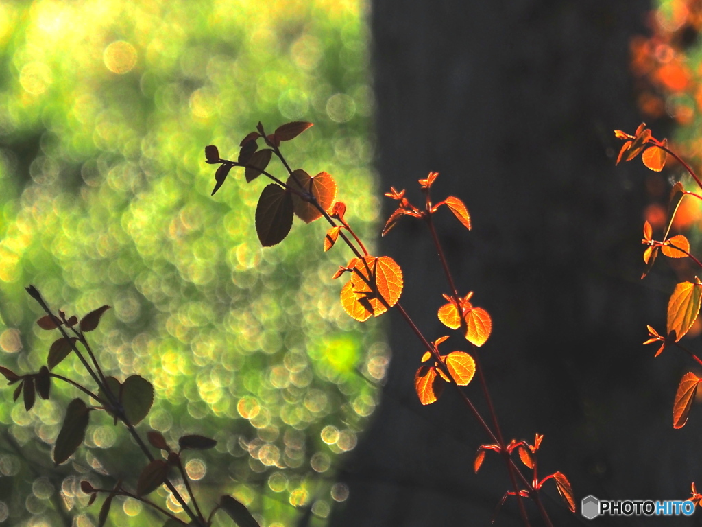 若葉の頃＼(^o^)／