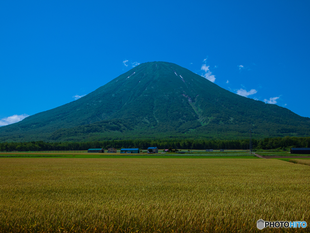麦秋の羊蹄山