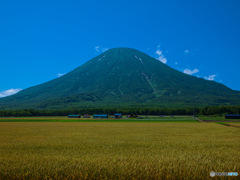 麦秋の羊蹄山