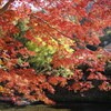 京都八瀬の秋