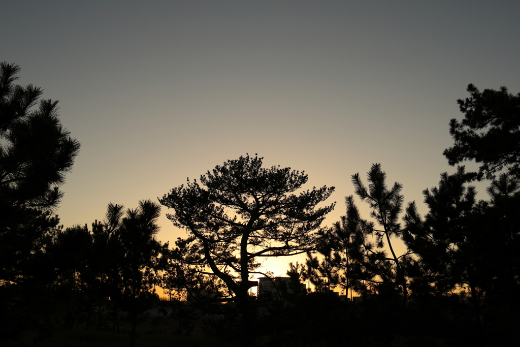 木陰