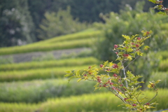 里山