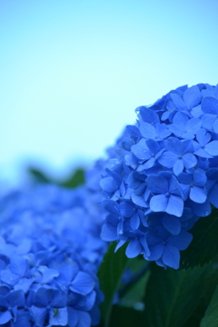 碧