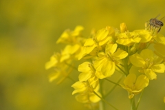 菜の花と