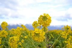 菜の花