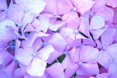 紫陽花