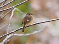 初雪ふっくらジョビ子さん