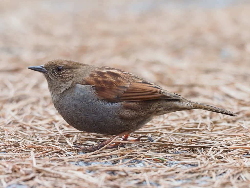 カヤクグリ