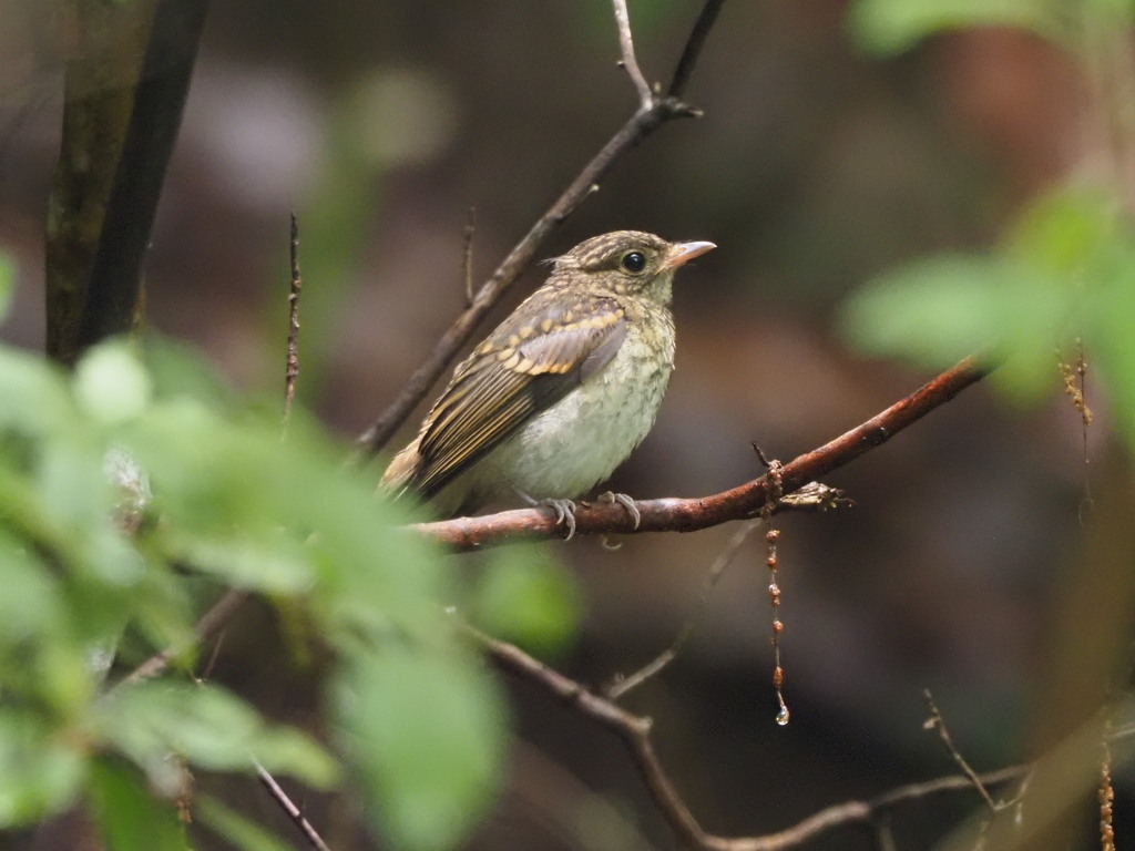 キビタキ幼鳥