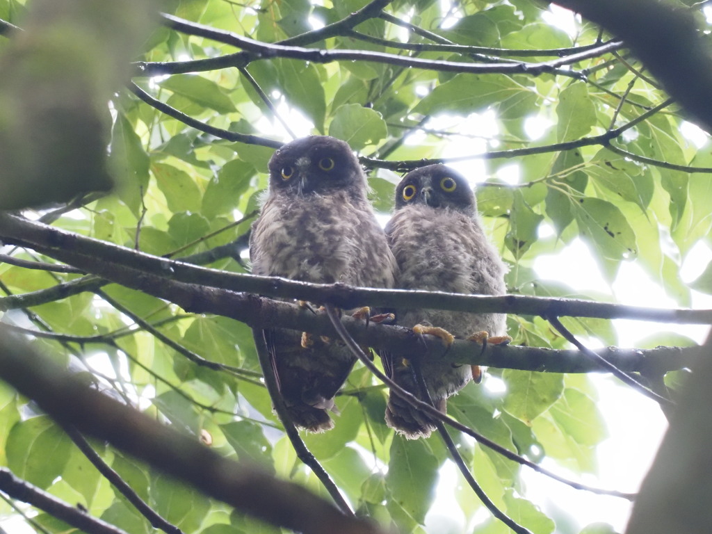 アオバズク兄弟