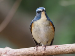 正面からかわいいポーズのルリ君