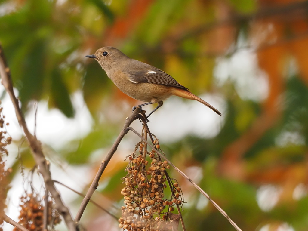 スリムなジョビ子さん