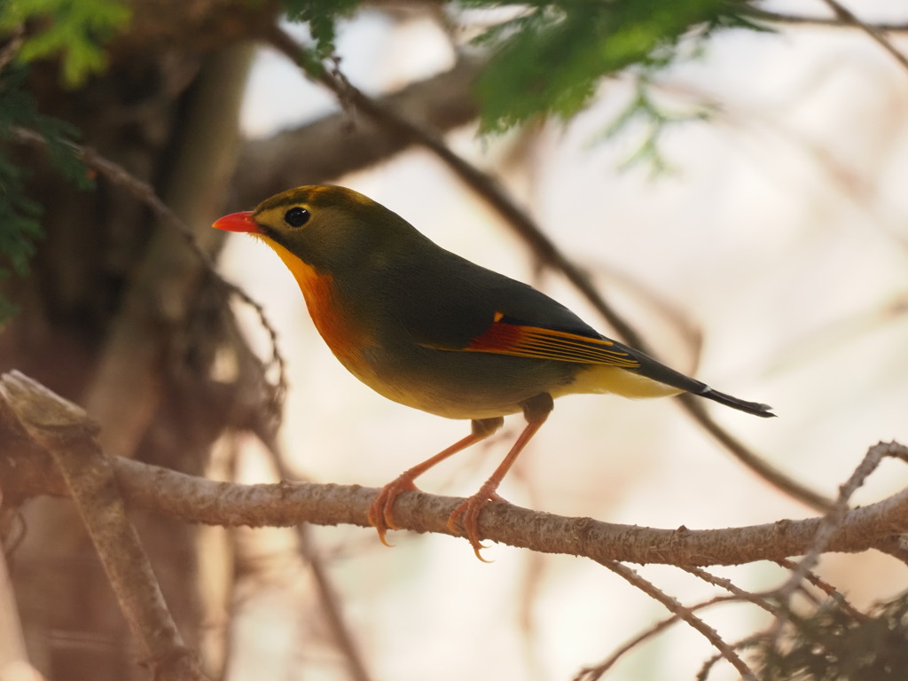 ソウシチョウ