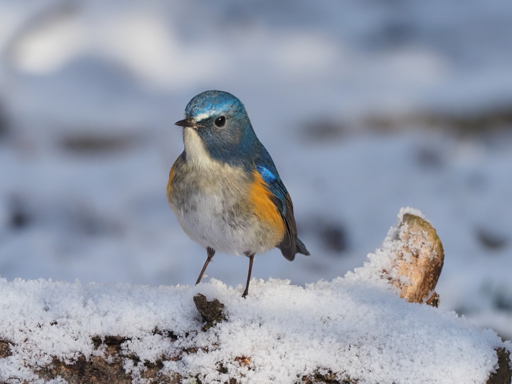 雪の中のルリビタキ