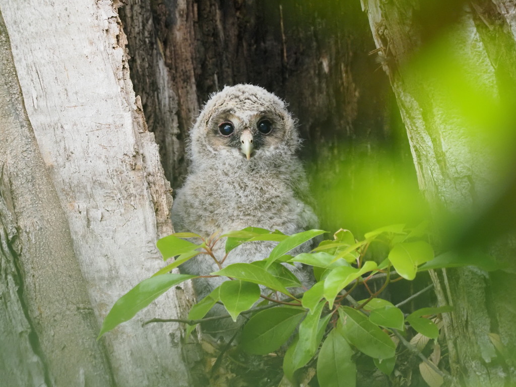 フクロウベビー
