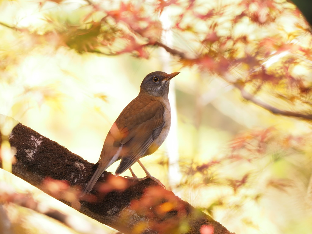 紅葉シロハラ