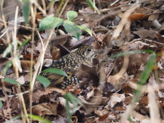 やっと来たトラツグミ